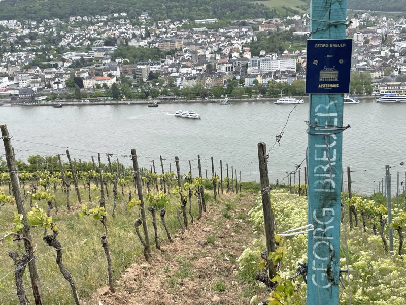 Weinberg Berg Schlossberg Rheingau