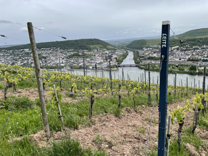 Weinberg Berg Schlossberg Rheingau