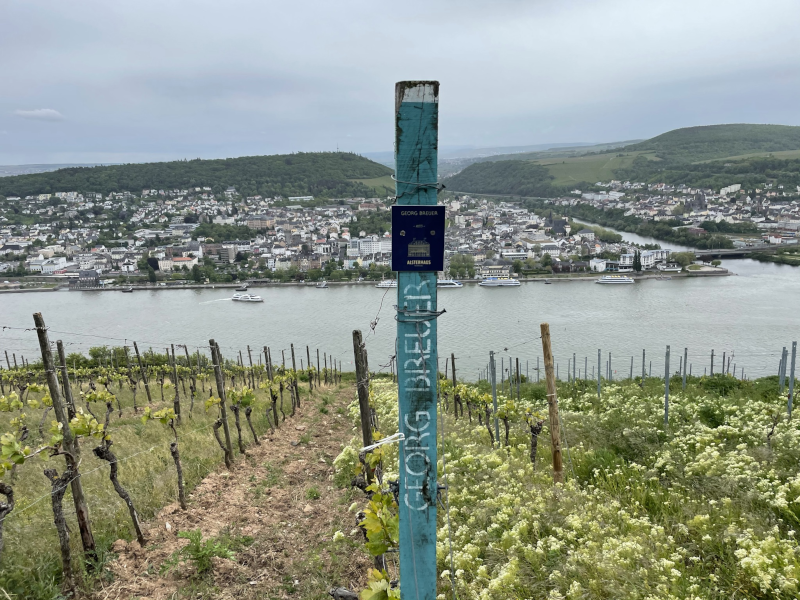 Weinberg Berg Schlossberg Rheingau