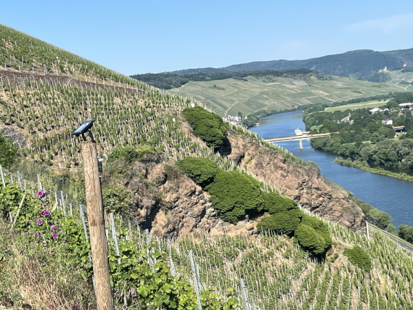 Weinberg  Brauneberger Juffer Sonnenuhr Mosel