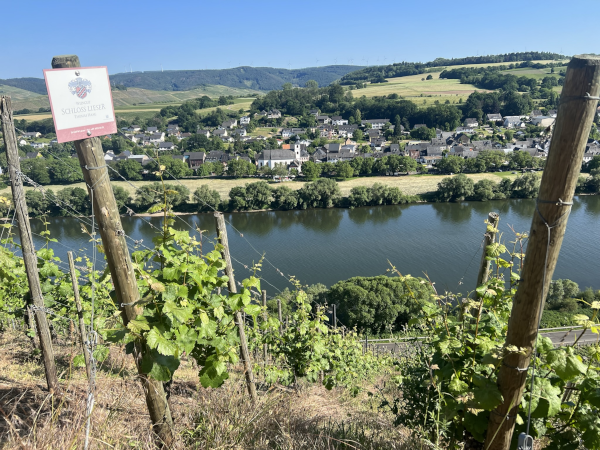 Weinberg  Brauneberger Juffer Sonnenuhr Mosel