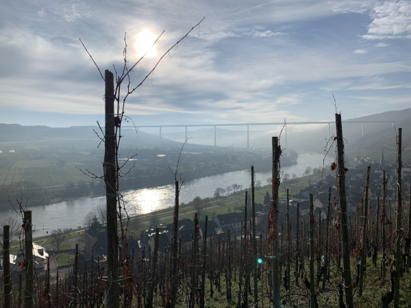 Ürziger Würzgarten Weinberg Mosel