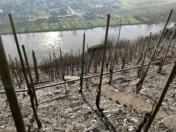 Ürziger Würzgarten Weinberg Mosel