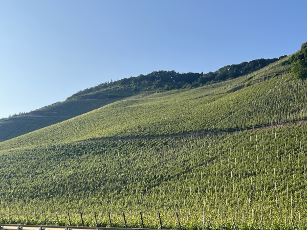 Wehlener Sonnenuhr Mosel