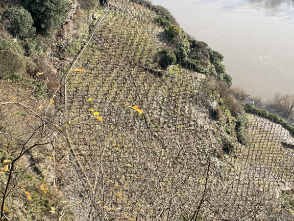 Weinberg Erdener Prälat Mosel