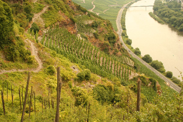 Weinberg Erdener Prälat Mosel