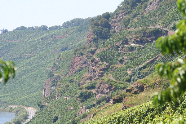 Weinberg Erdener Prälat Mosel