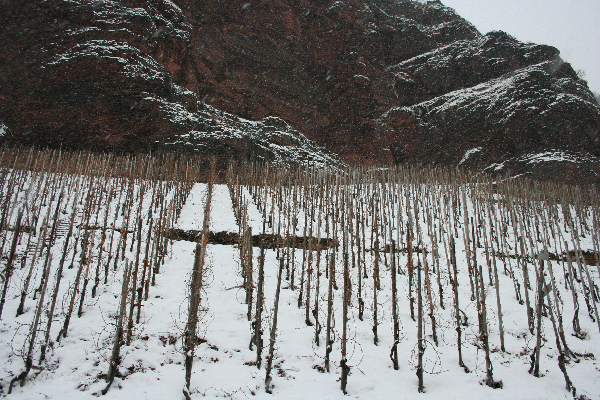 Weinberg Erdener Prälat Mosel