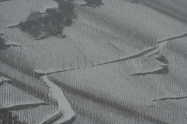 Ürziger Würzgarten Weinberg Mosel